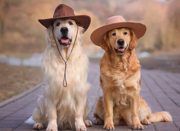 養黃金獵犬新手須知