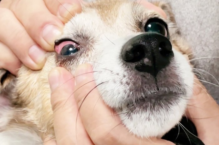 狗眼睛紅腫原因