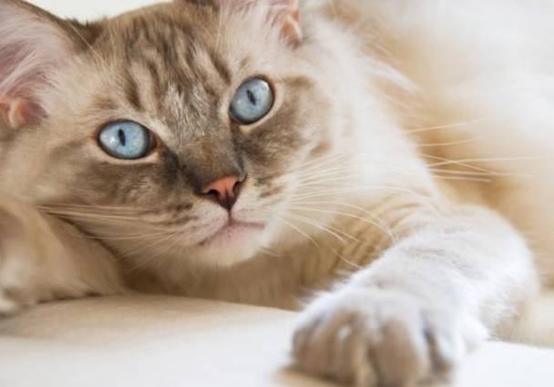 貓角膜受傷治療