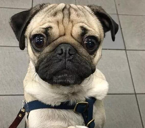 巴哥犬平均壽命