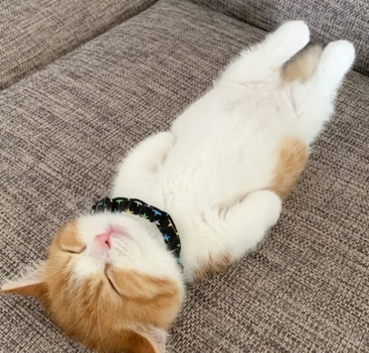 貓貼著人睡好處