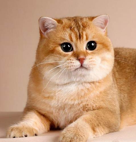 英國短毛貓健康