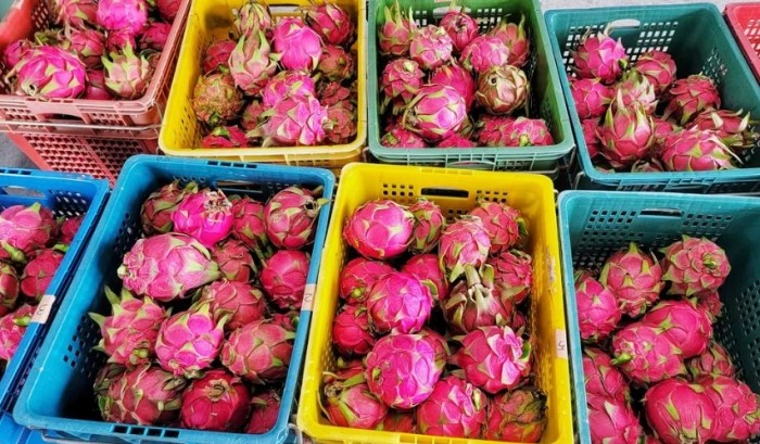 火龍果挑選技巧