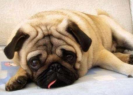 巴哥犬平均壽命