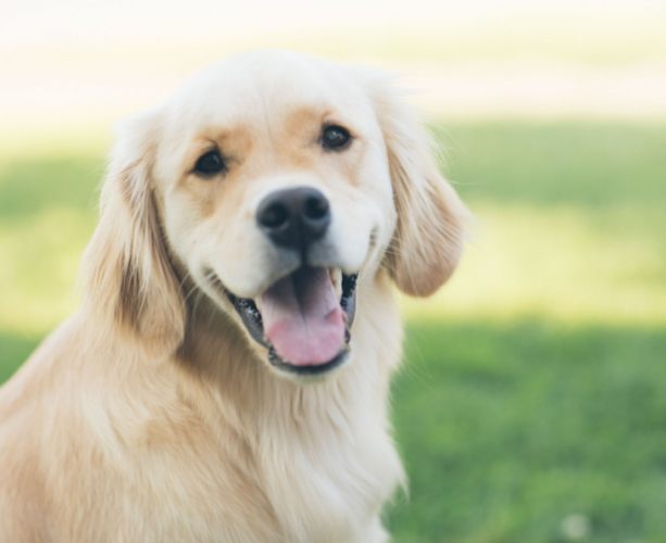 金毛尋回犬品種