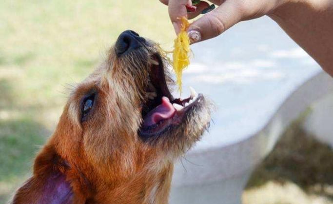 芋頭對狗的好處