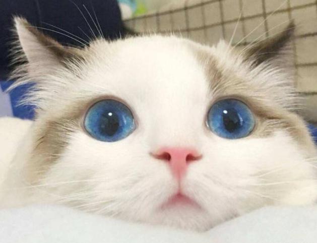 梵色布偶貓特點