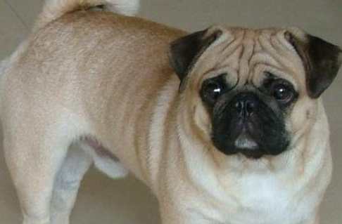 巴哥犬平均壽命