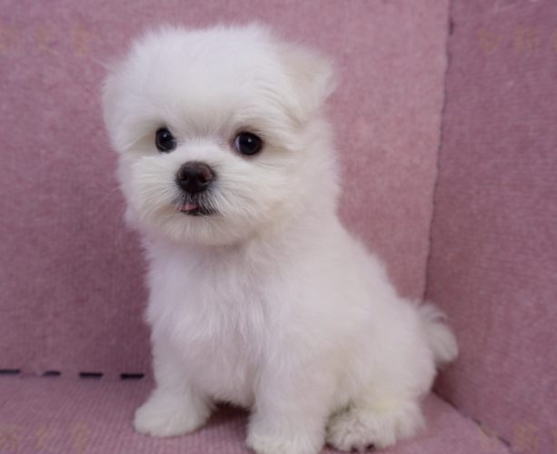 小型犬健康照顧