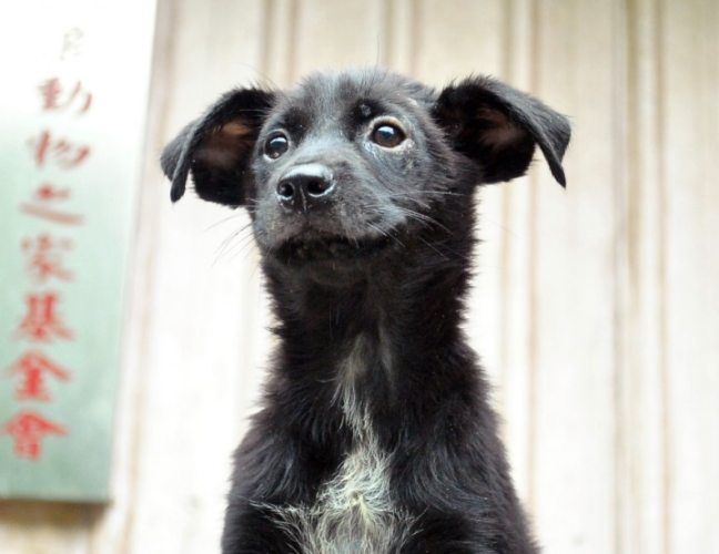 台灣流浪狗認養