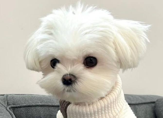 馬爾濟斯飼養方法