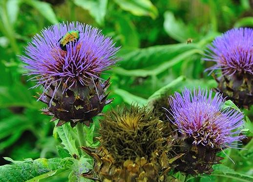 玉山薊食用方法