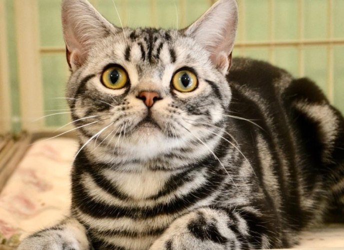 虎斑貓種類辨識