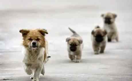 流浪狗救援機構