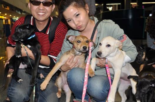 認養流浪狗注意事項