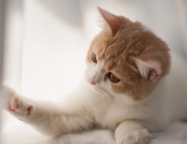 貓吐了精神很好