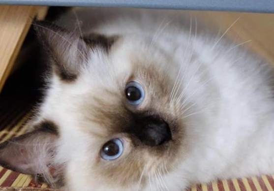 梵色布偶貓特點