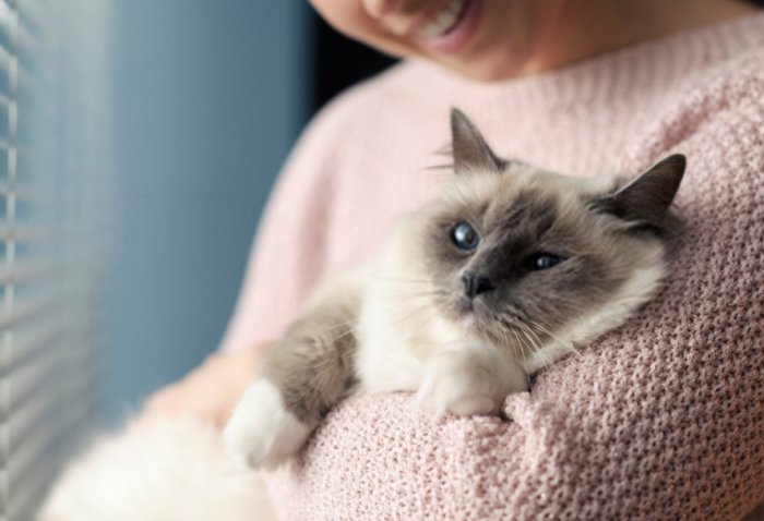 領養貓咪注意事項