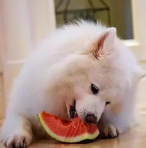 狗狗可以吃西瓜