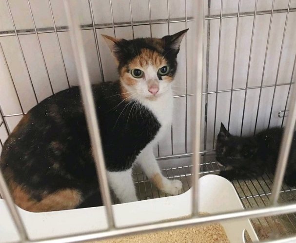 領養貓注意事項