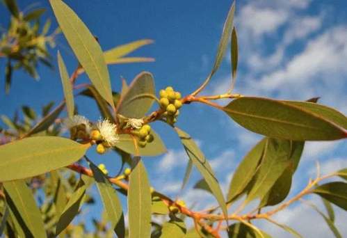 尤加利精油使用方法