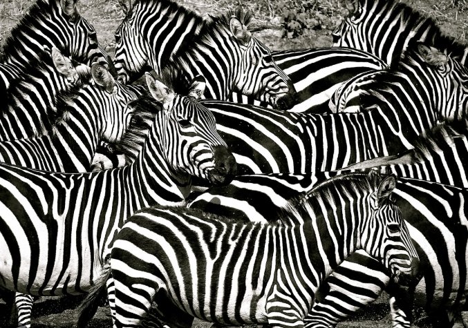 塞倫蓋蒂自由行規劃