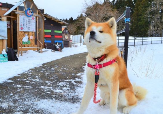 秋田犬飼養注意事項