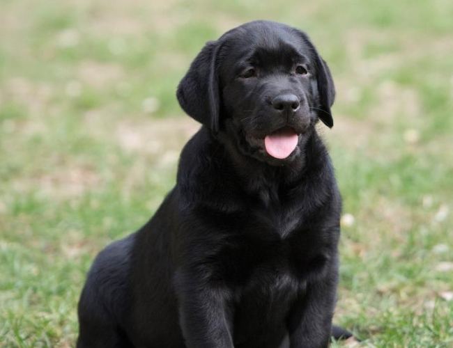 黑色拉布拉多照顧