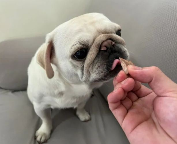 狗狗魚油副作用