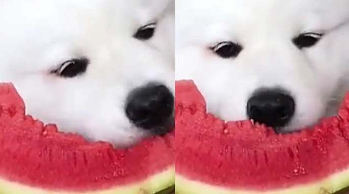 狗狗可以吃西瓜籽吗