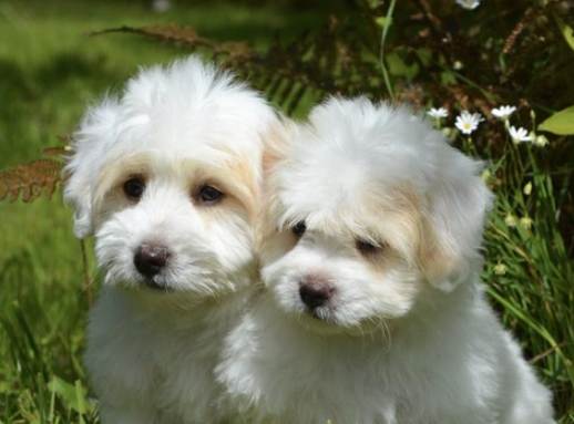 狗毛髮保健食品