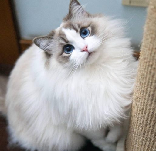 布偶貓體型