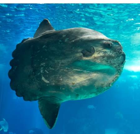 八景島海洋樂園