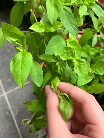 九層塔種植光照