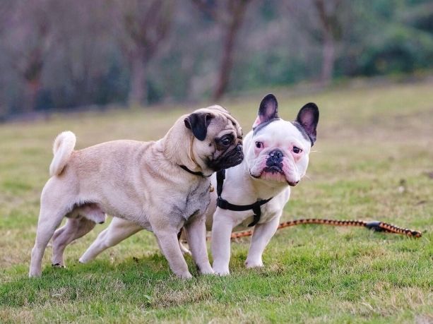 法國鬥牛犬飼養