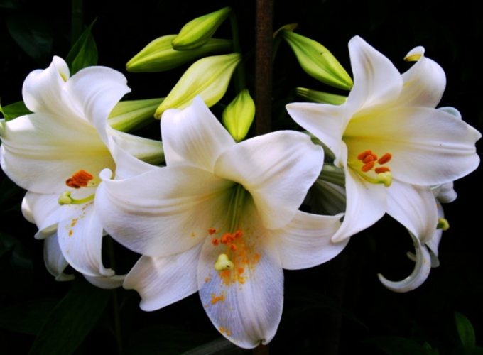 百合种植注意事项