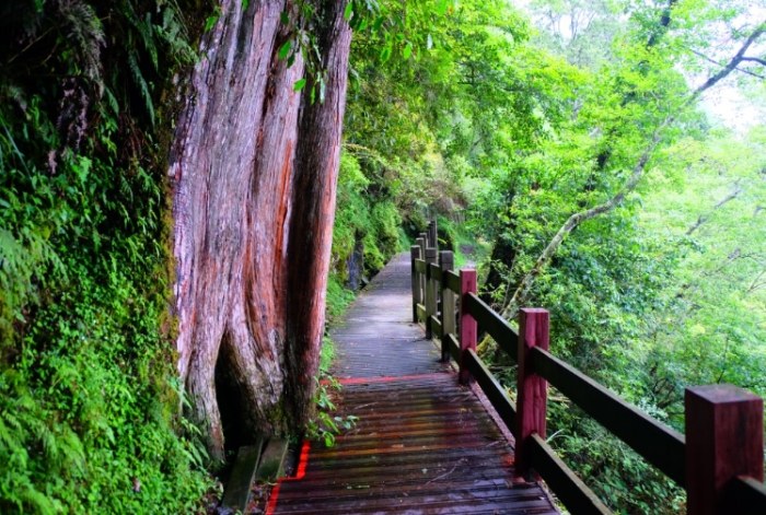 觀霧森林遊樂區