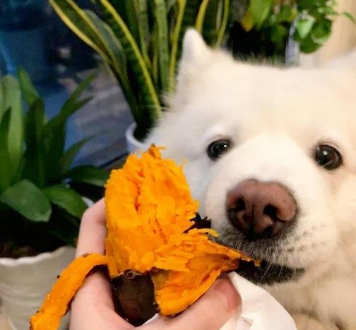 馬鈴薯對狗狗安全嗎