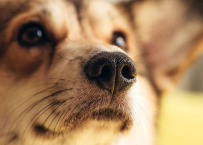 狗鼻竇炎治療費用