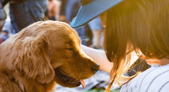 狗狗離世療傷方法