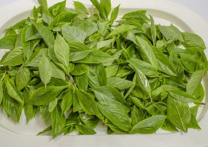 九層塔收成時機