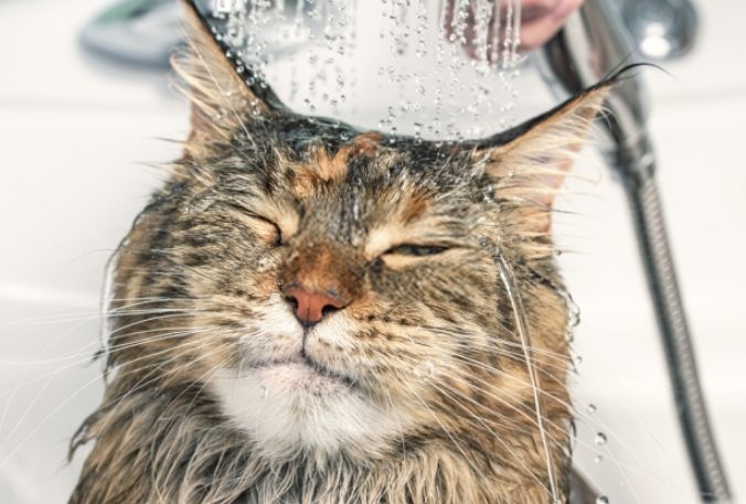 貓咪洗澡步驟