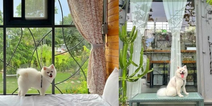 寵物友善民宿推薦