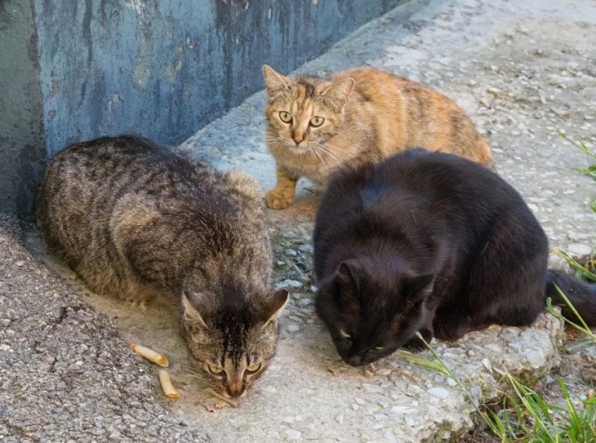 流浪猫喂食频率