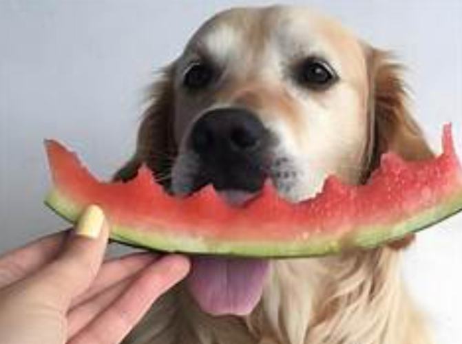 狗吃西瓜籽