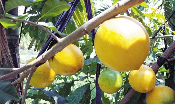 糖尿病吃黃金果