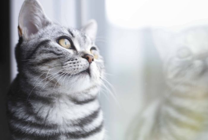 美國短毛貓價格