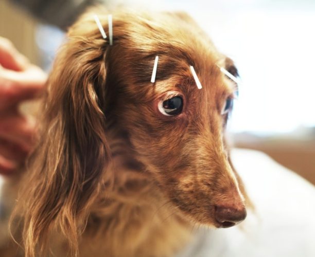 狗針灸不良反應