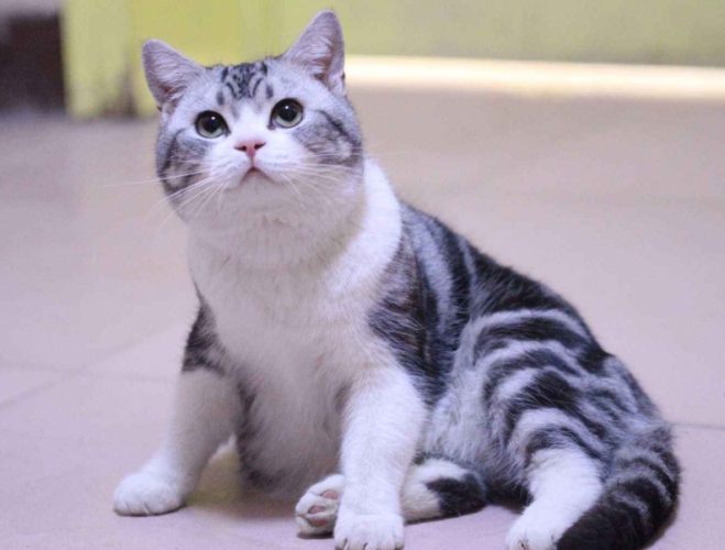 美國短毛貓虎斑