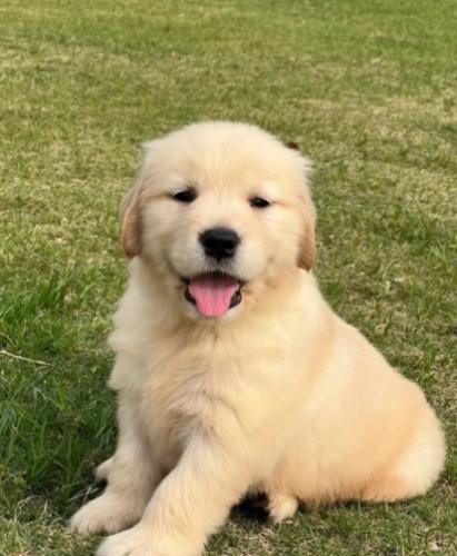 黃金獵犬健康問題